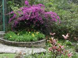 Flores