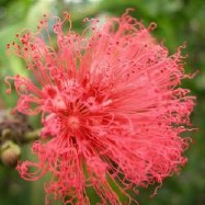 Flor del cuj rojo