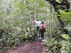 Walk through the jungle to the base of Angel falls