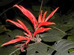 En los paseos se observan lindas y raras flores