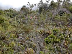 Cambio de vegetaci�n en el Pico Occidental