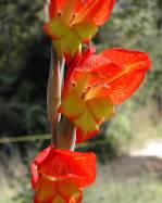 Blumen auf dem Avila