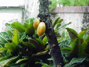Un arbre de Cacao avec ses fruits