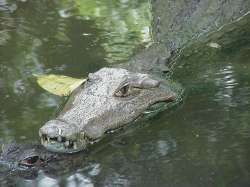 Kopf des Krokodils im Zoo