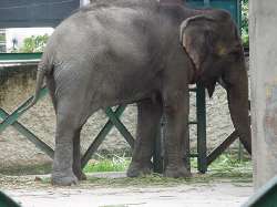 Elefant im Zoo