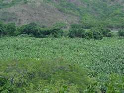 Vista dos campos de cana-de-acar