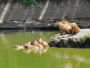 Familia de chiguires