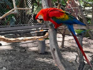 Guacamaya bandera