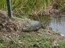 Baba en Río de Agua
