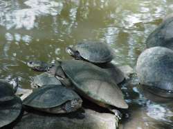 Turtles at Loefling park