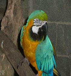 Guacamaya