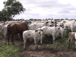 Ganado Bovino en el llano