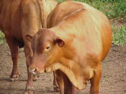 Vaca Senepolesa