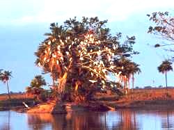 �rbol con p�jaros, Hato Pi�ero