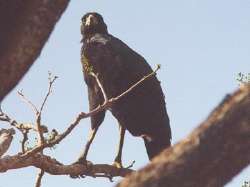 �guila Negra
