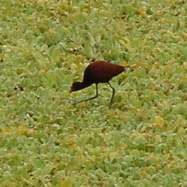 Gallito de Agua