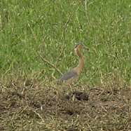 Garza silbadora