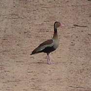 Pato g�irir�