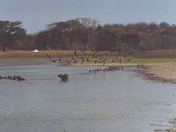 Los cerritos, Hato Pi�ero