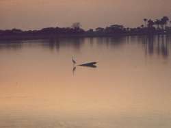Pajaro al atardecer, Hato Pi�ero