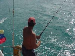 En plena pesca, Koala