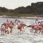 Flamingos