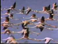 Garzas