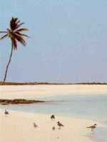 Playa blanca en los roques