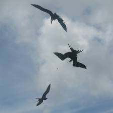 Pelicans fighting for food