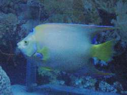 Pesce nell'acquario