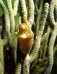 Animalito en Morrocoy