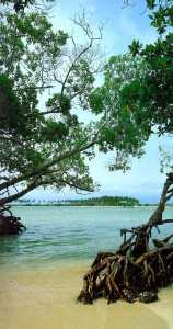 Morrocoy