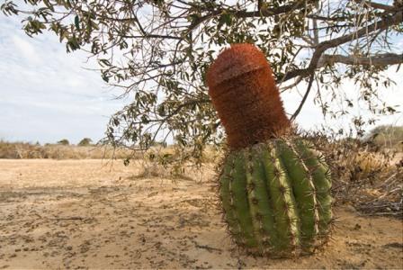 Muestra de la biodiversidad en la isla La Tortuga