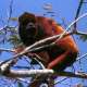 The red howler monkey (Araguato)