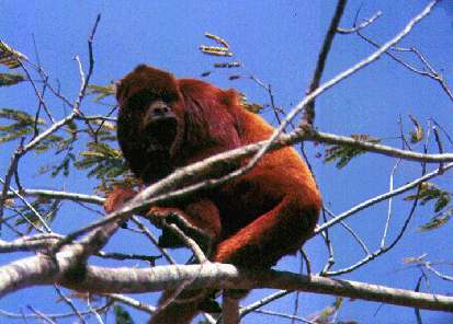 The red howler monkey (Araguato)