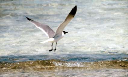 The Laughing gull