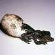 The spectacled caiman
