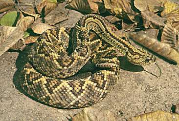 The venezuelan common rattle snake - Venezuela Tuya