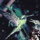 Hummingbirds