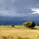 The llanos Savannas