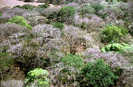 Bosques deciduos