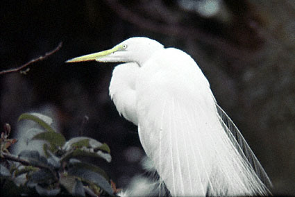 The great egret