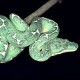 The emerald tree boa