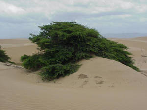 Medanos de Coro