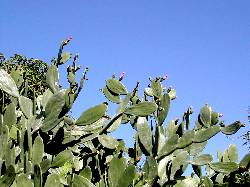 Cactus