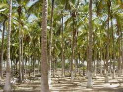Cocoteros