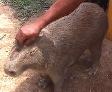 Animal en Boca de Tigre