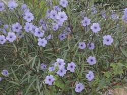 Flores en la Troja