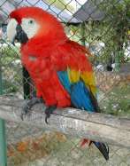 Guacamaya de la Troja