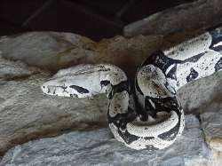 A boa, the pet of the house
